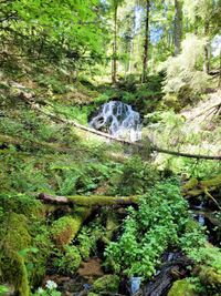 Schwarzwald 24.05.2022 Steinwasenpark Buselbachwasserfall Haldenb&auml;chle Wasserfall-23