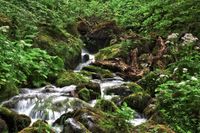 Schwarzwald 24.05.2022 Steinwasenpark Buselbachwasserfall Haldenb&auml;chle Wasserfall-3