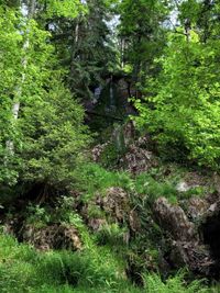 Schwarzwald 31.05.2022 Muckenloch-21